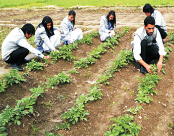 BSc Agriculture